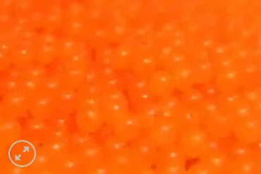 fishing sunglasses with UV protection Great Lakes Steelhead Co. Trick Em Beads 10mm Atomic Orange fishing sunglasses with UV protection Great Lakes Steelhead Co. Trick Em Beads 10mm Atomic Orange