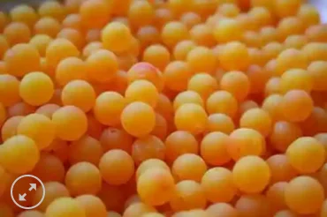 premium fly fishing flies Great Lakes Steelhead Co. Trick Em Beads 10mm Tangerine Roe premium fly fishing flies Great Lakes Steelhead Co. Trick Em Beads 10mm Tangerine Roe